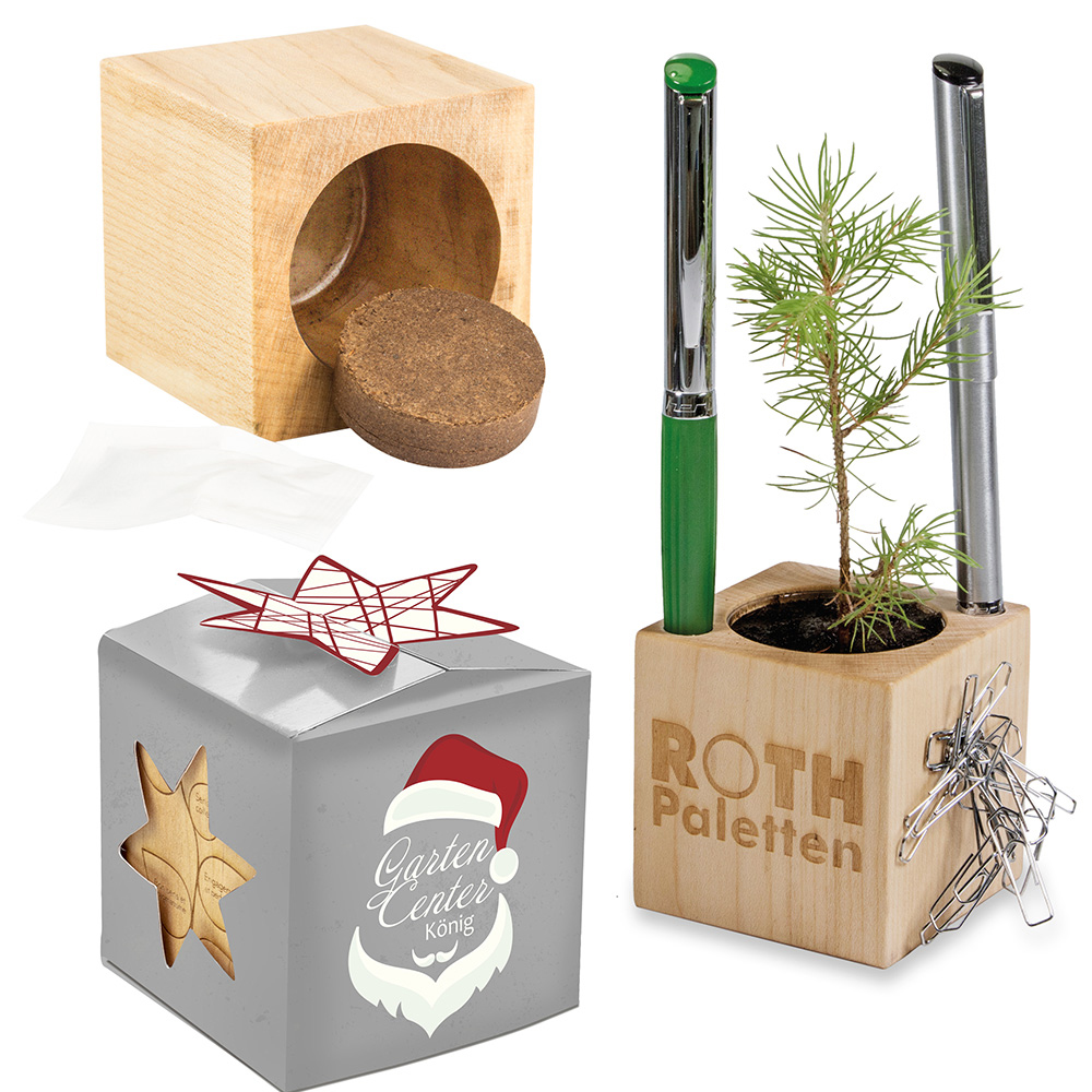 Plant-wood office star-box Xmas with spruce seeds