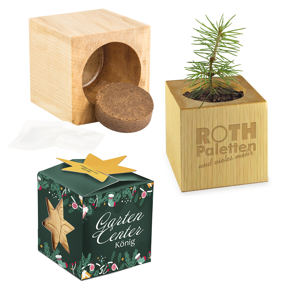 Plant-wood maxi star-box Xmas with spruce seeds