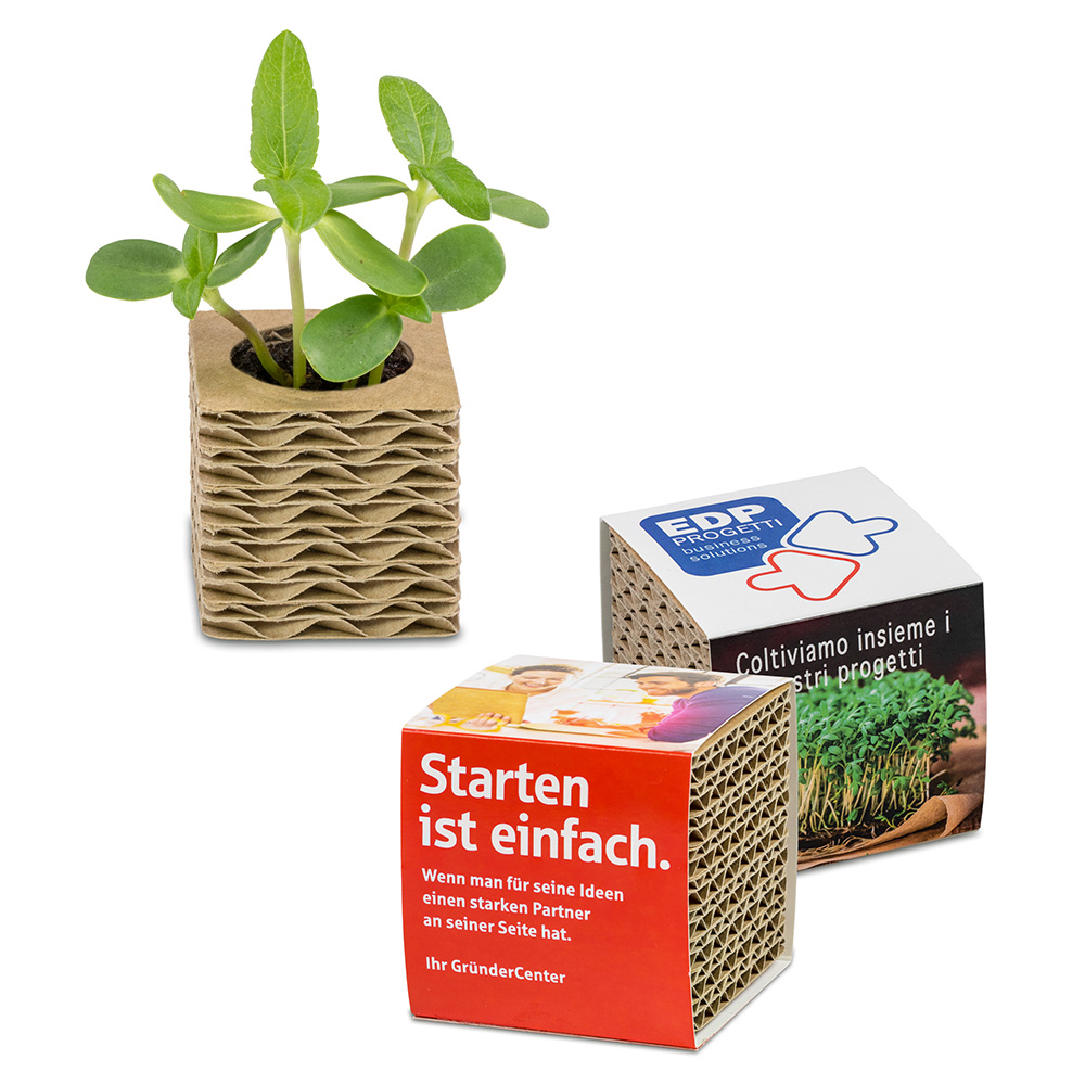 Corrugated board plant-cube mini with seeds